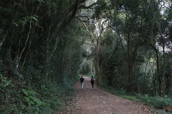 Clientes percorrem o Caminho de Caravaggio com 17 tratores