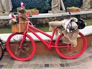 Gramado ganhou exposição de bicicletas