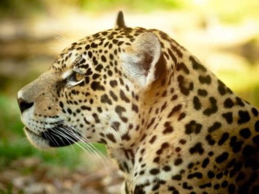 Gramado Zoo comemora 15 anos