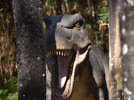 Vale dos Dinossauros 