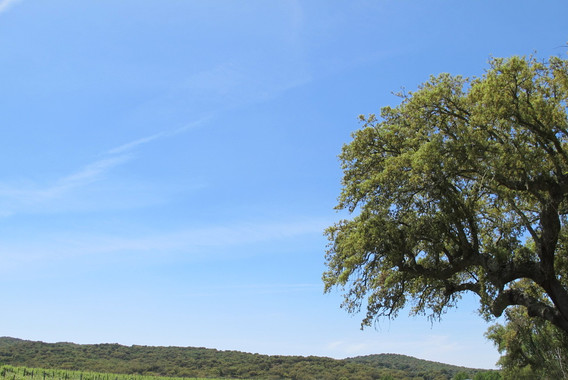 Vale Das Vinhas Turismo
