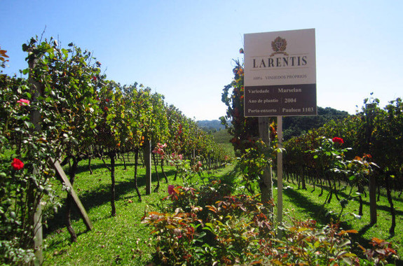 Vinícola Larentis